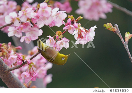 メジロと河津桜 62853650