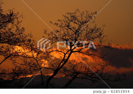 夕暮れと木のシルエット 夕暮れと木のシルエット 62853954