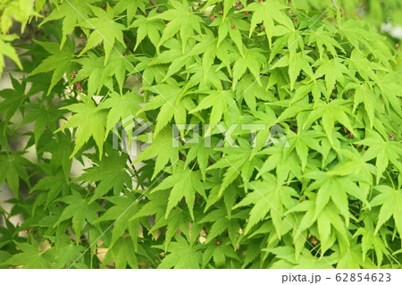 若葉 62854623
