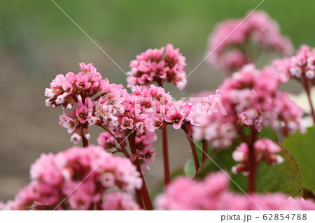 春の花 ベルゲニア ピンク色の写真素材