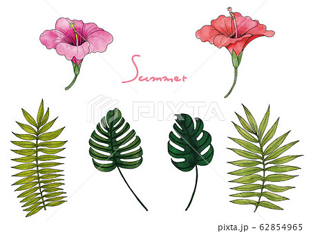 夏の植物セット ボタニカルなハイビスカス モンステラ ヤシの葉 のイラスト素材 62854965 Pixta