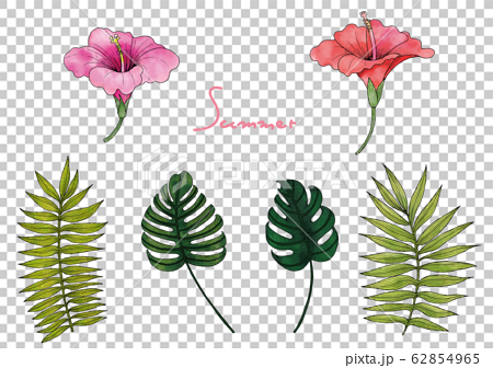 夏の植物セット ボタニカルなハイビスカス モンステラ ヤシの葉 のイラスト素材