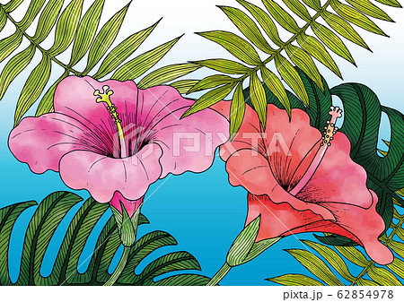 ボタニカルに描いた夏のハイビスカス 植物のイラスト 文字なしのイラスト素材