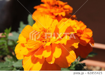 マリーゴールド マリーゴールド 62855425