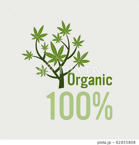 medical cannabis plant marijuana bush organic hemp leaves ganja legalize drug consumption concept 62855808