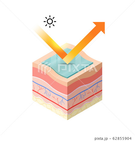 protection uv ray of skin with sunblock cream penetrate into epidermis of skin cross-section of human skin layers structure skincare medical concept flat protection uv ray of skin with sunblock cream penetrate into epidermis of skin cross-section of human skin layers structure skincare medical concept flat 62855904