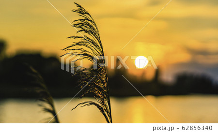 Close up blurred defocused glowing grass against sunlight shortly before sunset. Close up blurred defocused glowing grass against sunlight shortly before sunset. 62856340