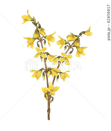 レンギョウ 花 花びらのイラスト素材