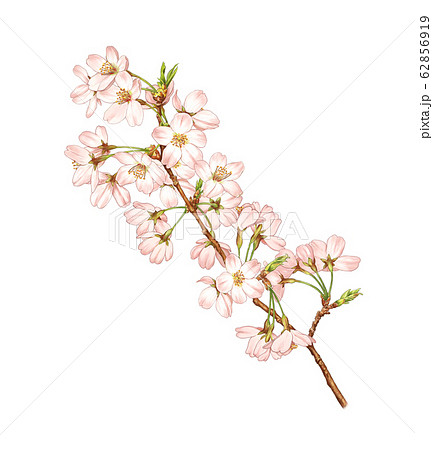 桜 花 木の枝のイラスト素材