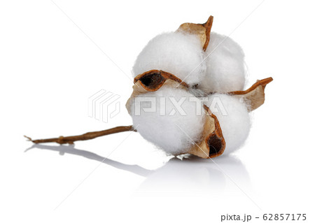 Cotton boll isolated on white background 62857175