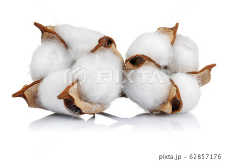 Cotton boll isolated on white background 62857176