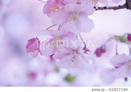 紫がかったピンク 桜の写真素材
