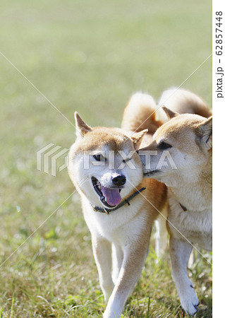 こそこそ話をする柴犬 62857448