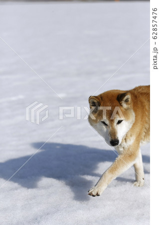 影を踏む柴犬 影を踏む柴犬 62857476