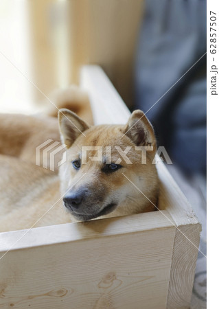 まったりする柴犬 62857507