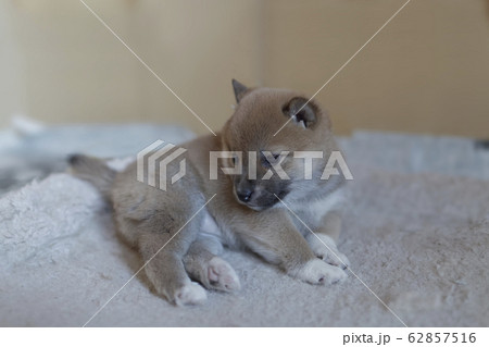 柴犬の赤ちゃん 62857516