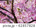 河津桜 62857828
