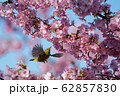 河津桜 62857830