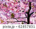 河津桜 62857831