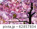 河津桜 62857834