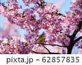 河津桜 62857835