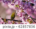河津桜 62857836