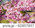 河津桜 62857837