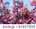 河津桜 62857838