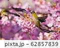 河津桜 62857839
