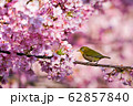 河津桜 62857840