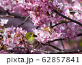 河津桜 62857841