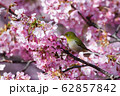 河津桜 62857842