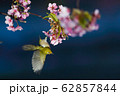 河津桜 62857844