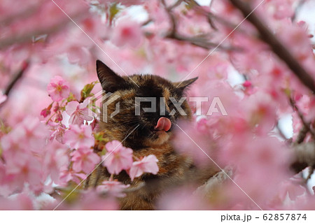 河津桜と猫 河津桜と猫 62857874