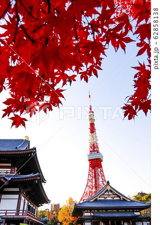 【東京都】紅葉の増上寺と東京タワー 【東京都】紅葉の増上寺と東京タワー 62858138
