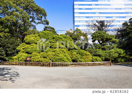 【東京都】紅葉の浜離宮恩賜庭園　三百年の松 62858162