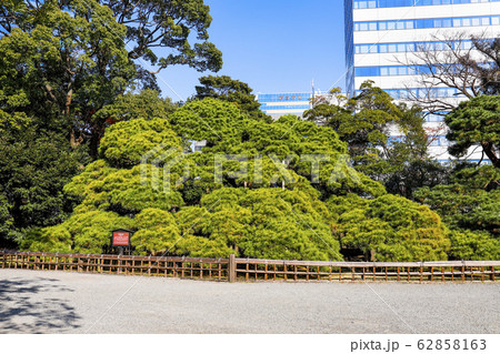 【東京都】紅葉の浜離宮恩賜庭園　三百年の松 62858163