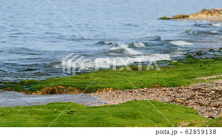 Green marine alga on the rock Green marine alga on the rock 62859138