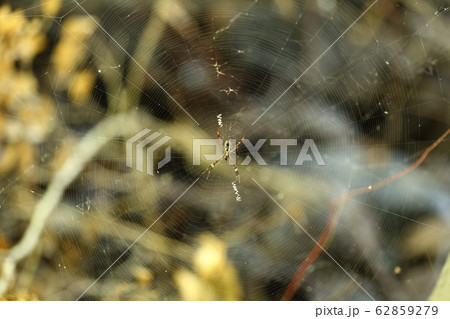 Spider on Web with color of yellow and black 62859279