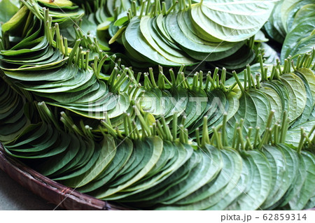 Packs of fresh green Betel leafs arrange on Rattan 62859314