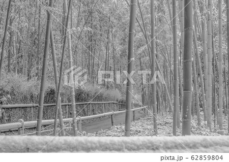 【セピア】竹林の雪景色ー嵐山 62859804