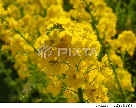 菜の花 菜の花 62859833