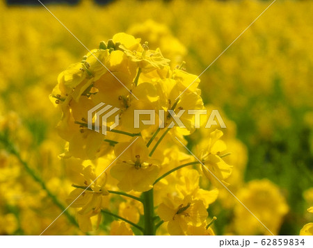 菜の花 菜の花 62859834