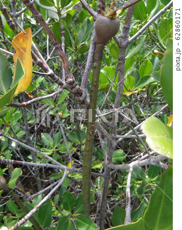 【沖縄・小浜島】マングローブ・オヒルギの種子 62860171