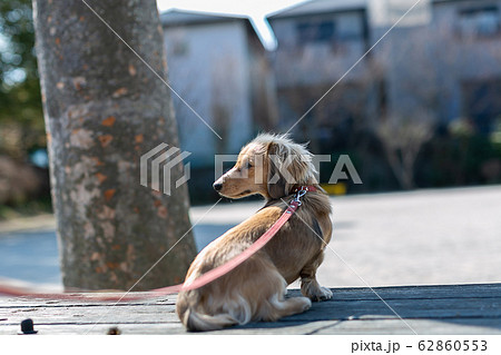 カニンヘンダックスフンド ダックス カニンヘンダックスフンド ダックス 62860553
