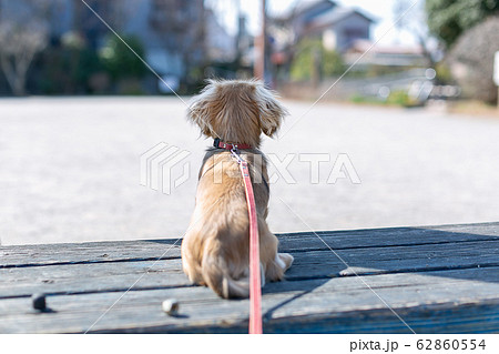 カニンヘンダックスフンド ダックス カニンヘンダックスフンド ダックス 62860554