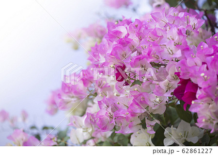 Bougainvilleas with in nature with blurred 62861227