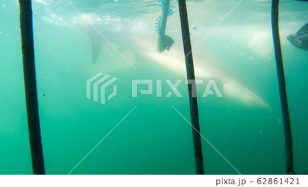 Close up shot large shark next to white shark cage diving in South Africa scary extreme view 62861421
