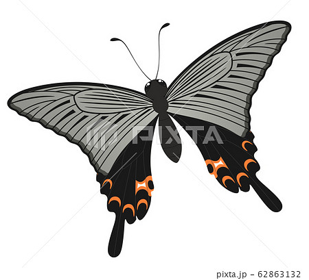 オナガアゲハのイラスト_クロアゲハ 62863132