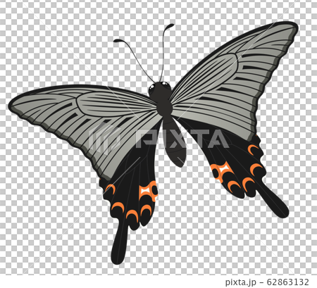 オナガアゲハのイラスト_クロアゲハ 62863132